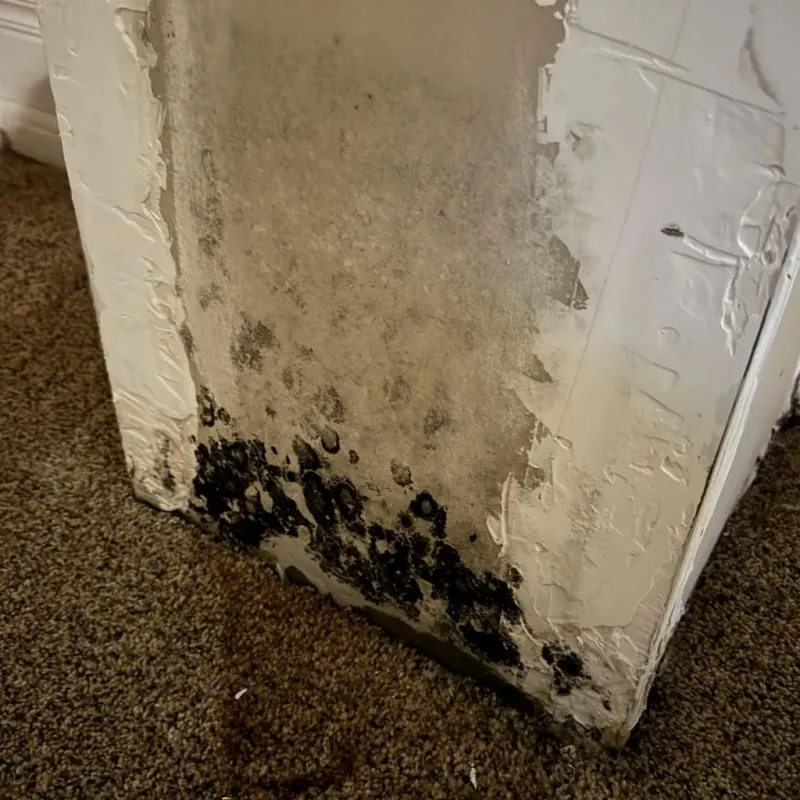 Professional Mold Removal in Groveland, MA